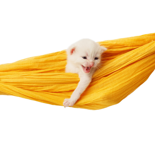 Cute white kitten in a hammock isolated - Foto, afbeelding