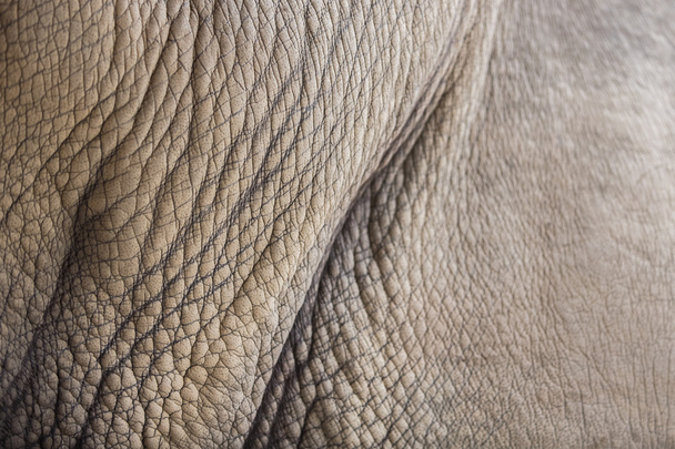 White rhino skin  - Φωτογραφία, εικόνα