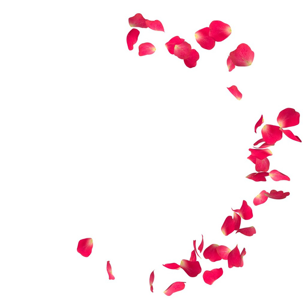 Los pétalos de rosa roja vuelan en círculo sobre un fondo blanco aislado
 - Foto, imagen