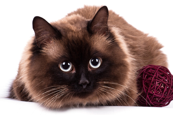 ふわふわのシャム猫 - 写真・画像