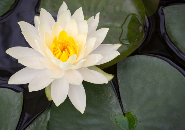 Gele lotusbloem in vijver - Foto, afbeelding