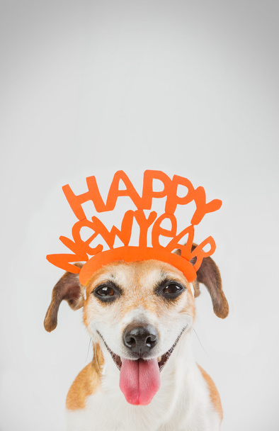 Ευτυχισμένο το νέο έτος ευχετήρια κάρτα Χριστουγέννων κόμμα σκυλί.  - Φωτογραφία, εικόνα