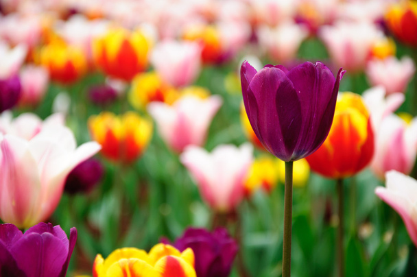 Blossoming tulip flowers in garden - Fotoğraf, Görsel