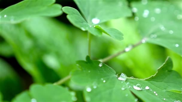 Slow motion of rain drops on leaf surface, close-up - Felvétel, videó
