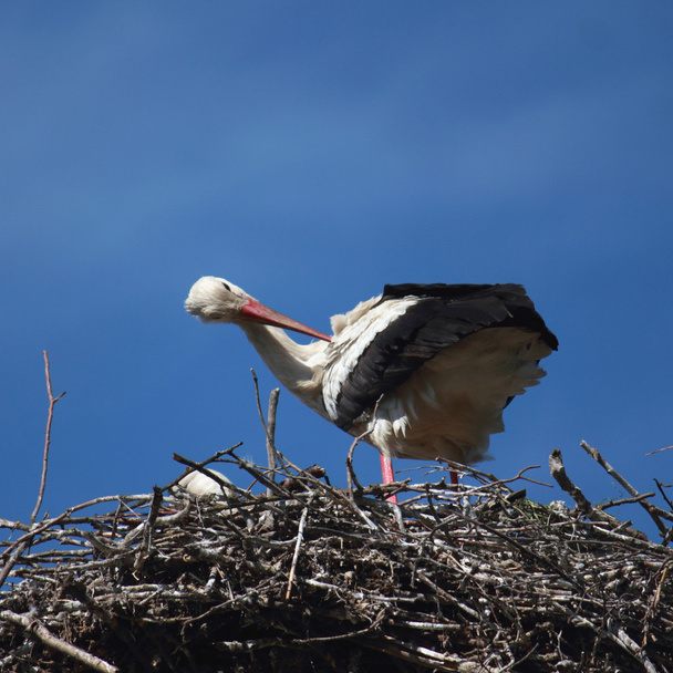 Stork white - Photo, Image