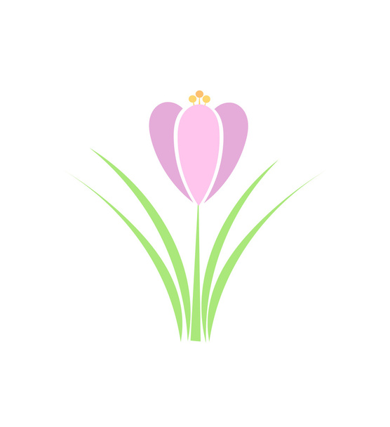 Spring Crocus flower - Vector, Imagen