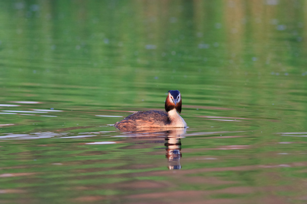 Great crested grebe - Photo, Image