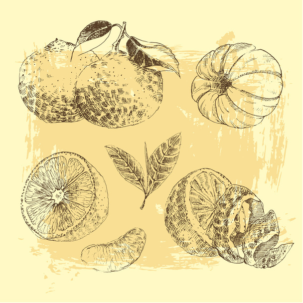 Vintage Ink hand drawn collection of citrus fruits sketch - lemon, tangerine, orange - Vetor, Imagem