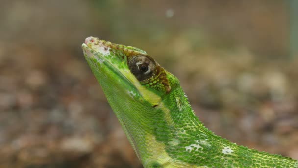 Anolis Lagarto Reptil Cara de Primer plano
 - Metraje, vídeo