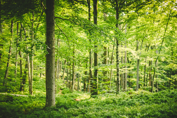 arbres en bois vert
  - Photo, image