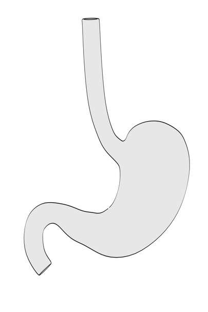 胃の2D漫画のイラスト - 写真・画像