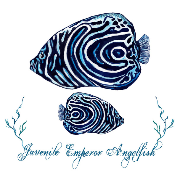 Angelfish akwarela, na białym tle - Wektor, obraz