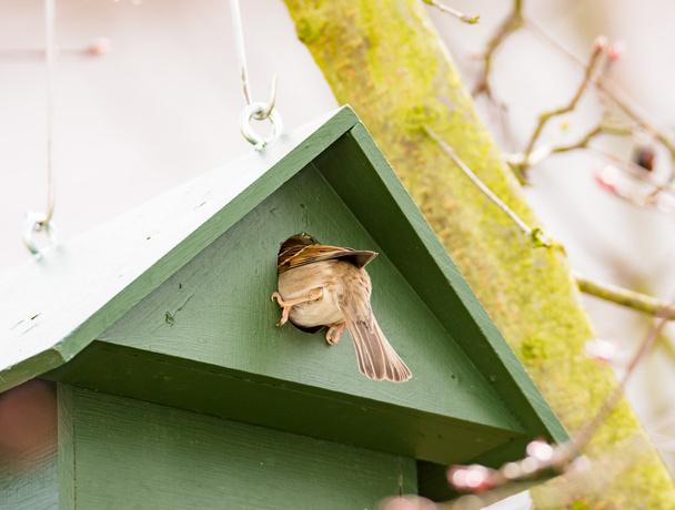 Gorrión de árbol eurasiático en una casa de pájaros
 - Foto, imagen
