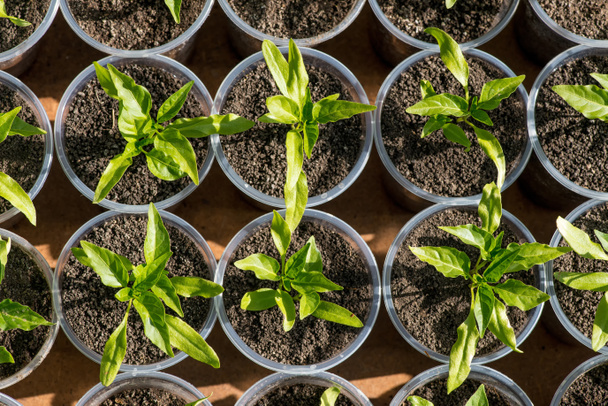 pepper seedlings growing in a greenhouse - top view - Photo, Image