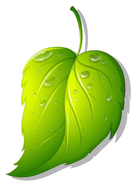 Leaf - Vector, Image