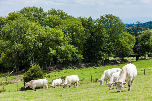 herd of cows, Rhone-Alpes - Photo, Image