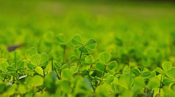 Spring clover leaves in green grass - Photo, Image