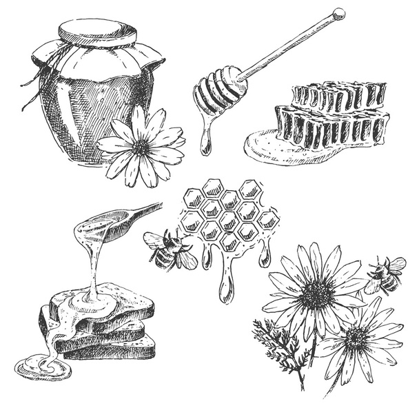 vector honey elements set. hand drawn jar, spoon, stick, cells, camomile. ink sketch of organic nature products - Vetor, Imagem