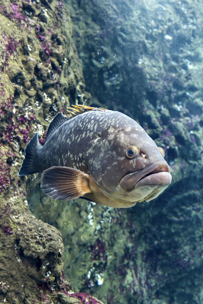 Exotic fish in aquarium - Photo, Image