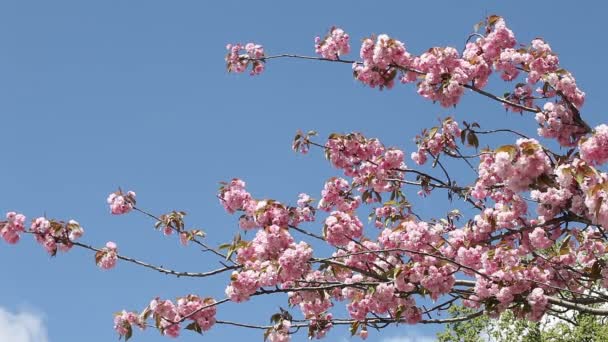 flowering cherry in spring on a sunny day - Footage, Video