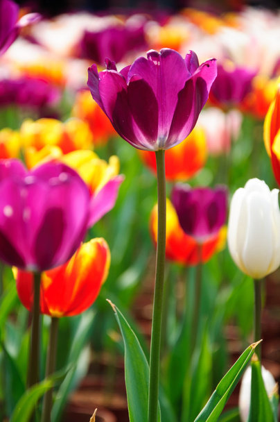 Blossoming tulip flowers in garden - Valokuva, kuva