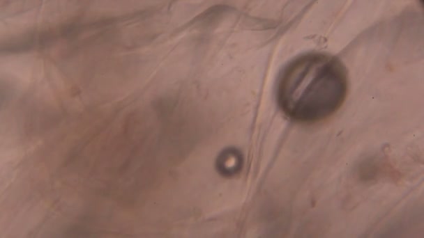 Mikroskop altında domates - Video, Çekim