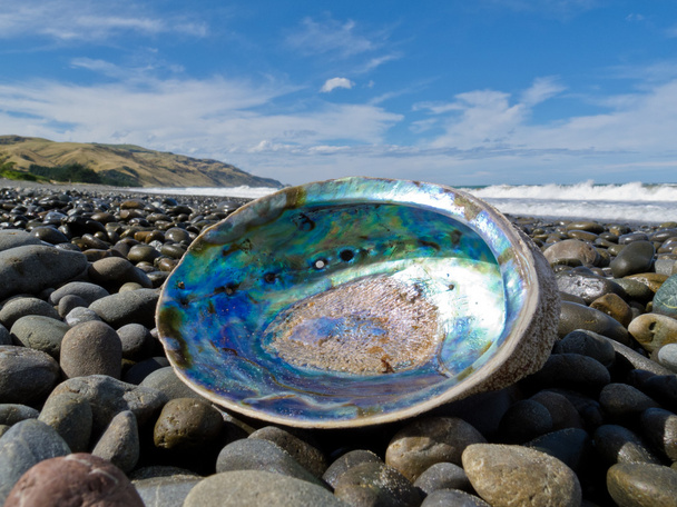 Lucente madreperla di conchiglia Paua, Abalone, lavata a riva
 - Foto, immagini