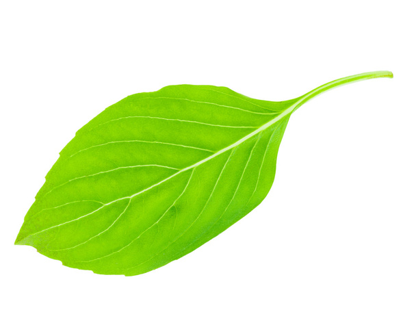 macro shot on basil herbal leaf isolated on white background - Zdjęcie, obraz