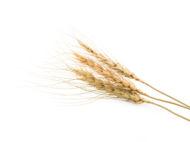 Beyaz arkaplanda yalıtılmış buğday kulakları - Fotoğraf, Görsel