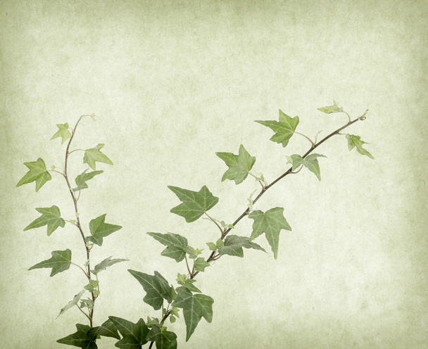 hiedra verde en textura de papel antiguo grunge viejo - Foto, Imagen
