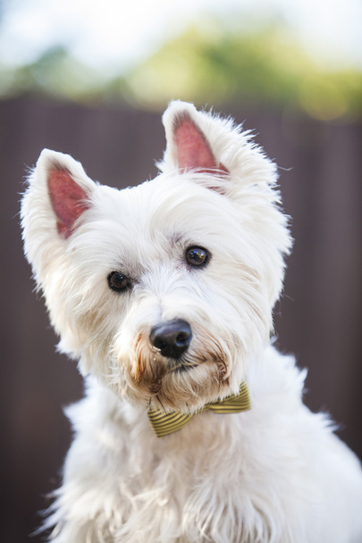 Westie posing outdoors with a bow tie - Photo, Image