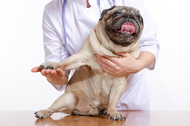 Pug is a dog, the veterinarian inspects - Φωτογραφία, εικόνα