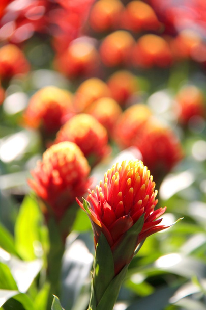 庭の赤い花アナナス植物 - 写真・画像