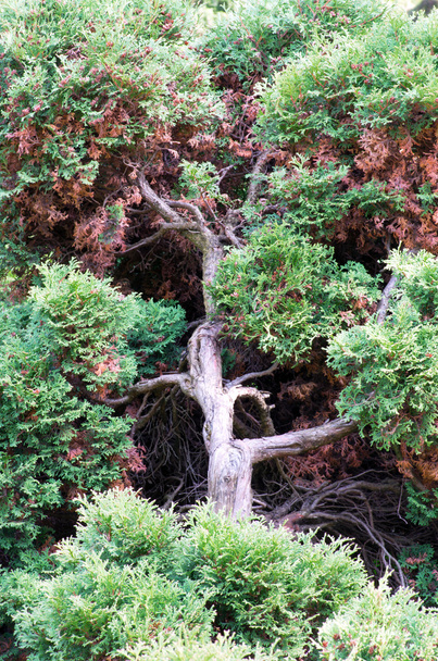 Juniperus communis - вечнозеленое можжевельник дерево, зеленая ветвь
 - Фото, изображение