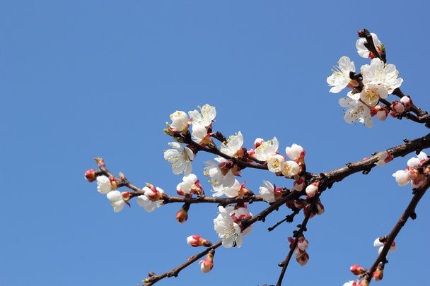 blossoming apricot against the blue sky - Фото, изображение