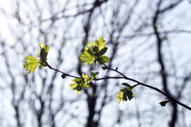 Branch with green leaf, Young leaf on a tree - Photo, Image
