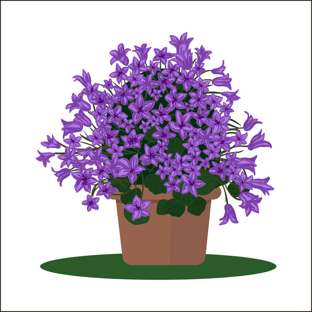 Vector illustration plant in pot.  - Vector, Image