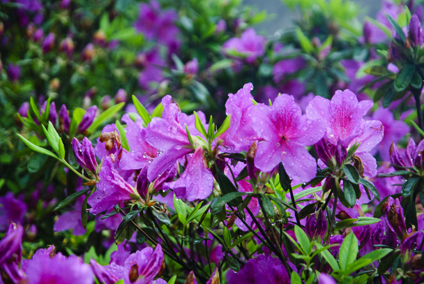Blossoming azalea flowers in garden - Foto, Imagen