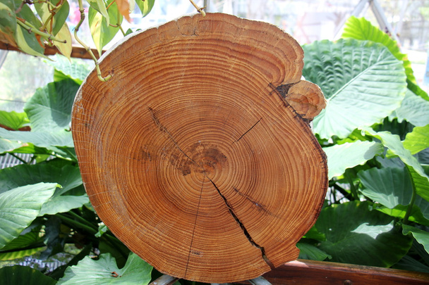 Sawed bomen voor brandhout         - Foto, afbeelding