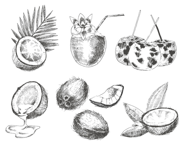 vector coconut hand drawn sketch with palm leaf. vintage style detailed ink and pencil illustration - Vetor, Imagem