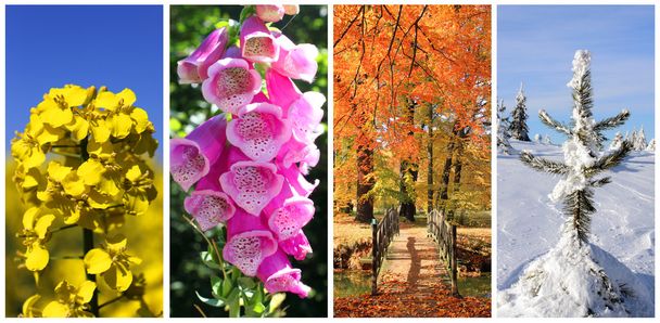 dört mevsim renkli doğa resimleri - Fotoğraf, Görsel