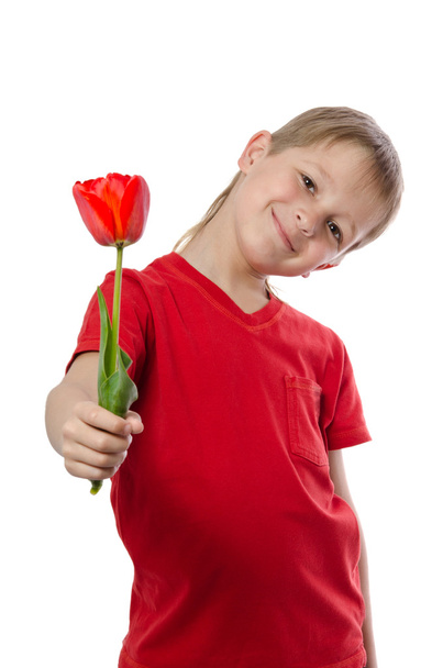 boy holding red tulip isolated on white - Photo, image