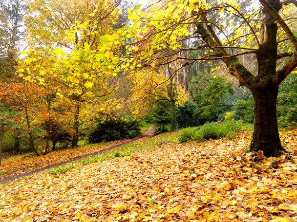 Jardín de otoño dorado
 - Foto, Imagen