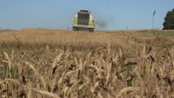 Çiftçi işçi adam buğday alanında çalışan testere hasat makine sürüş. 4k - Video, Çekim