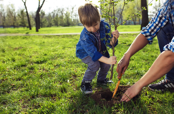 little boy helping his father to plant the tree - Foto, afbeelding