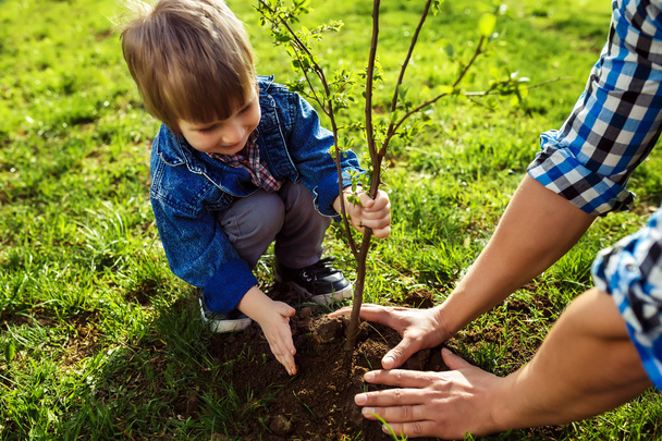 little boy helping his father to plant the tree - Foto, imagen