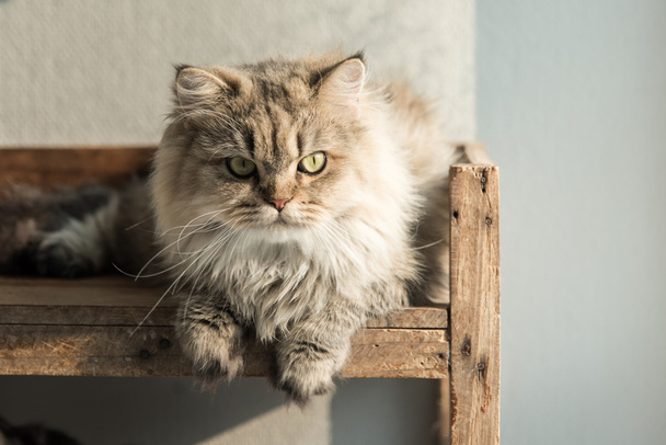 perská kočka leží na staré dřevěné police - Fotografie, Obrázek