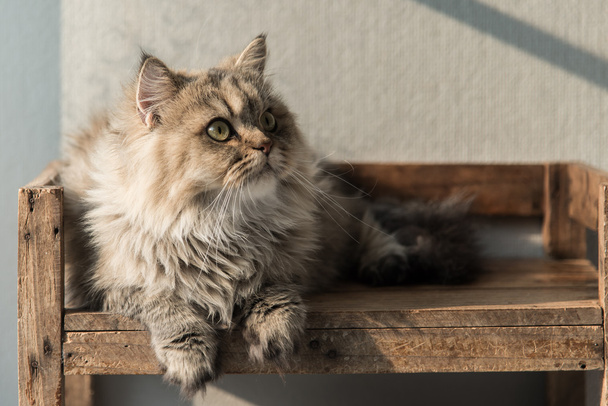 persian cat lying on old wood shelf - Фото, изображение