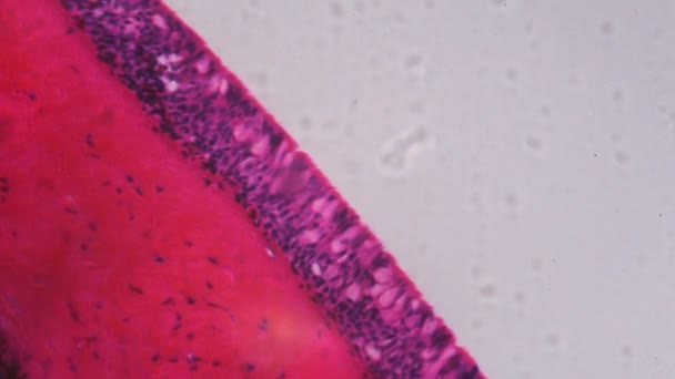 Anodonta skrzeli orzęsione nabłonka pod mikroskopem - streszczenie różowy i fioletowy kolor na białym tle - Materiał filmowy, wideo