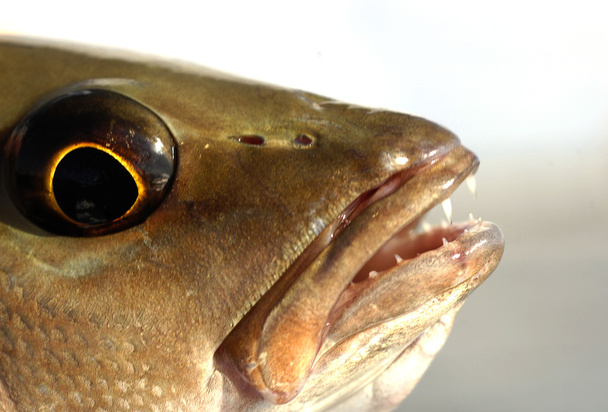 Mangrove sügér hal szeme - Fotó, kép